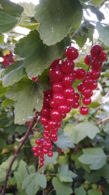 Früchte  aus  unserem Beerengarten verarbeiten wir frisch zu leckeren Kuchen und wohlschmeckenden  Fruchtauftsricen und Gelees.